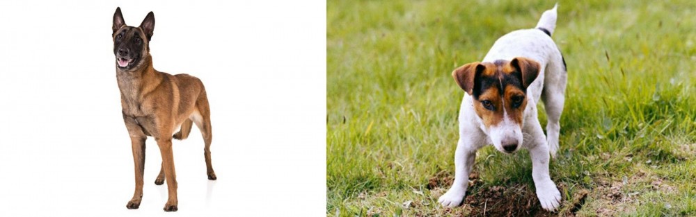 Russell Terrier vs Belgian Shepherd Dog (Malinois) - Breed Comparison
