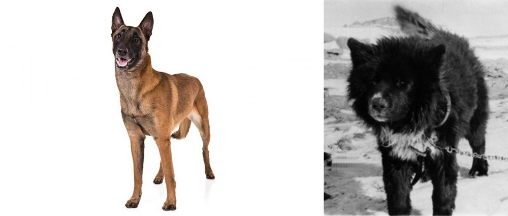 Sakhalin Husky vs Belgian Shepherd Dog (Malinois) - Breed Comparison