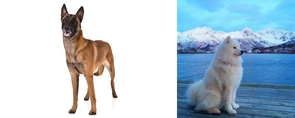 Samoyed vs Belgian Shepherd Dog (Malinois) - Breed Comparison