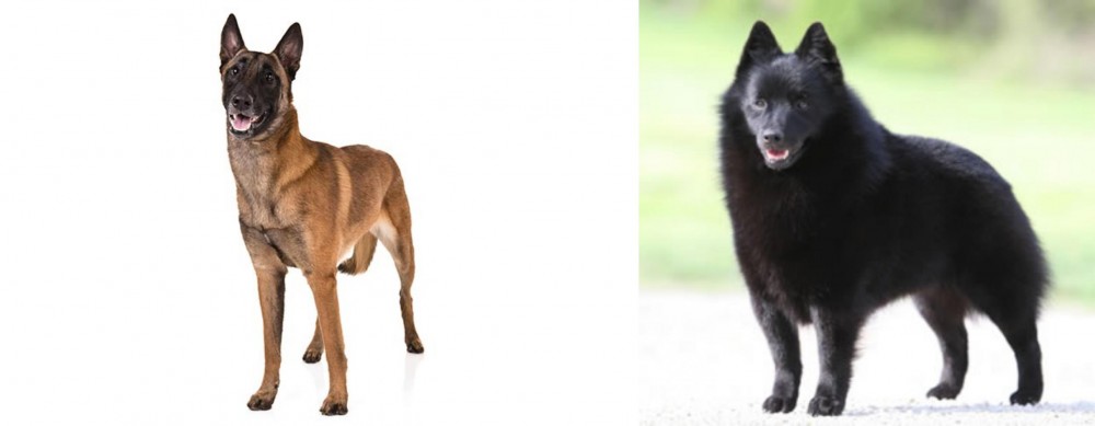 Schipperke vs Belgian Shepherd Dog (Malinois) - Breed Comparison