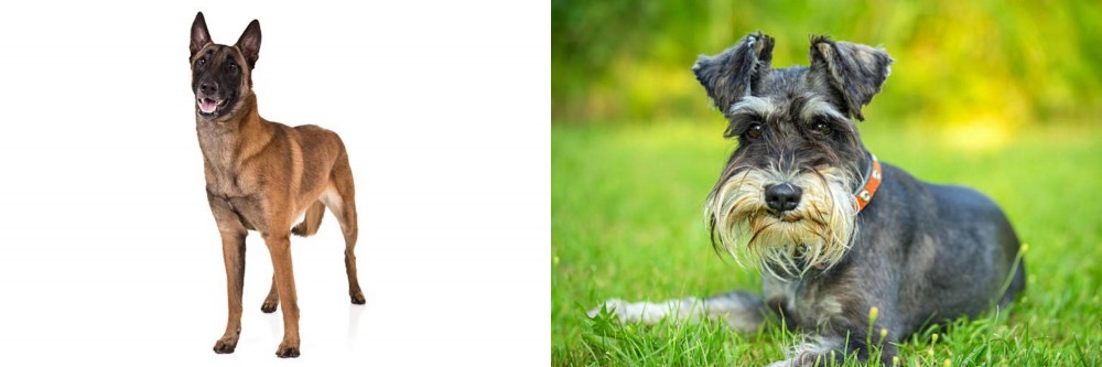 Schnauzer vs Belgian Shepherd Dog (Malinois) - Breed Comparison