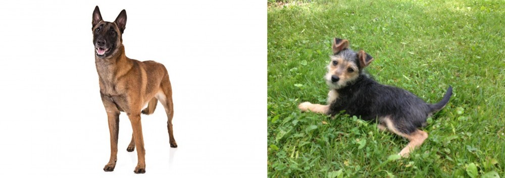 Schnorkie vs Belgian Shepherd Dog (Malinois) - Breed Comparison