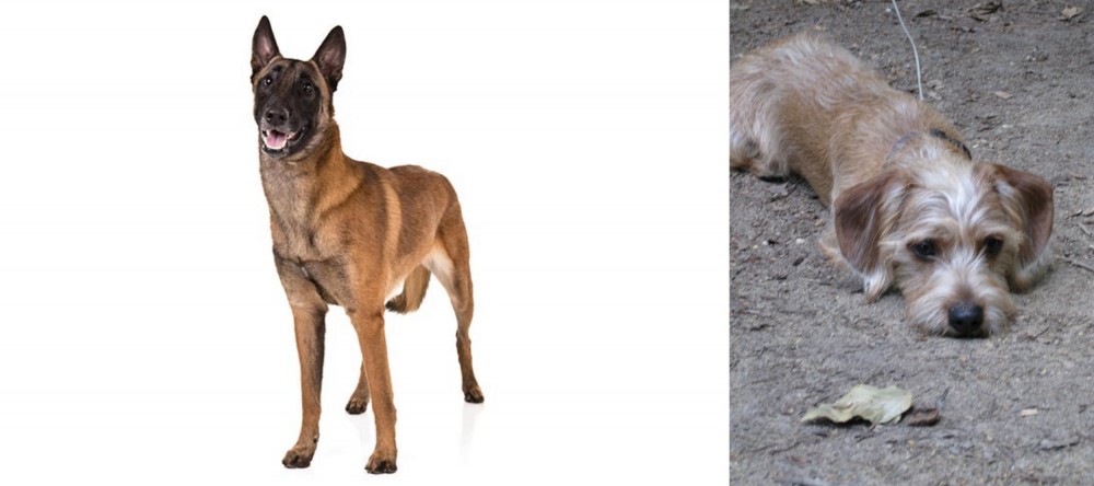 Schweenie vs Belgian Shepherd Dog (Malinois) - Breed Comparison