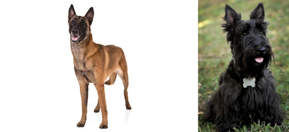 Scoland Terrier vs Belgian Shepherd Dog (Malinois) - Breed Comparison