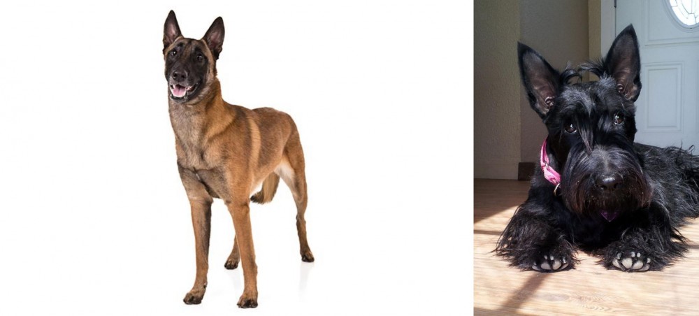 Scottish Terrier vs Belgian Shepherd Dog (Malinois) - Breed Comparison