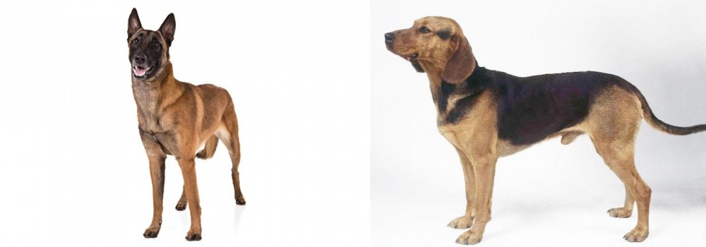 Serbian Hound vs Belgian Shepherd Dog (Malinois) - Breed Comparison