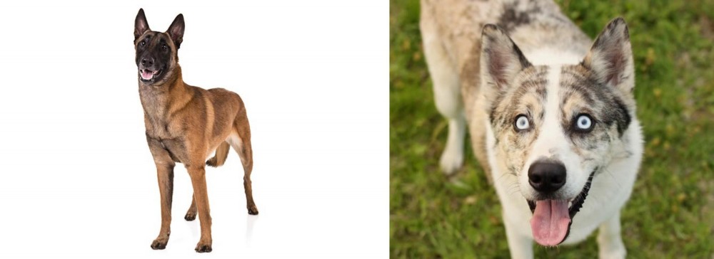 Shepherd Husky vs Belgian Shepherd Dog (Malinois) - Breed Comparison
