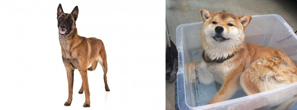 Shiba Inu vs Belgian Shepherd Dog (Malinois) - Breed Comparison