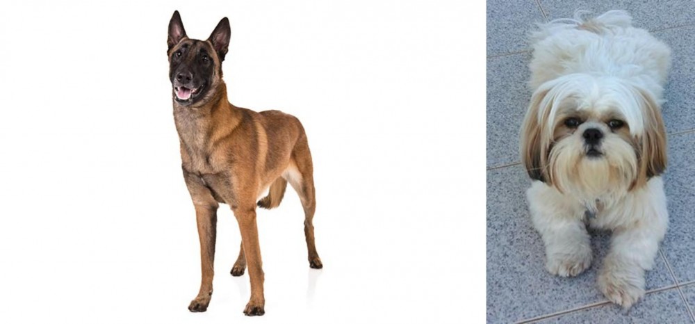 Shih Tzu vs Belgian Shepherd Dog (Malinois) - Breed Comparison