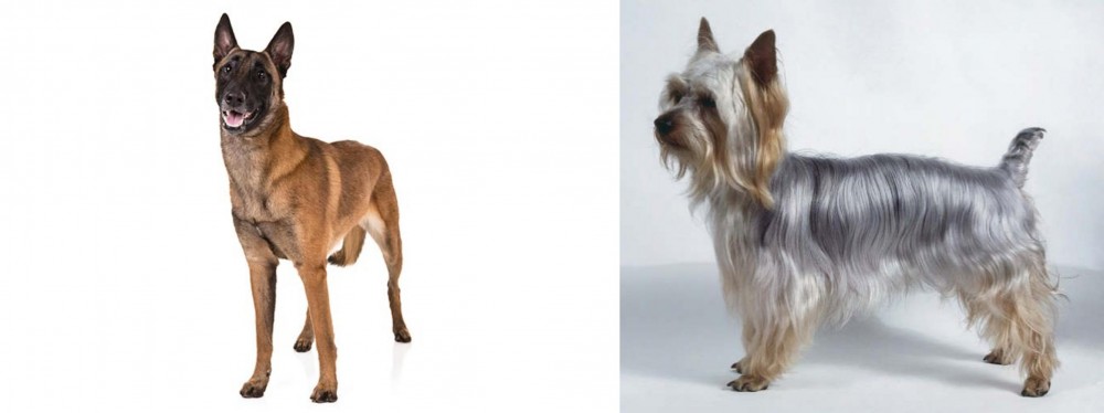 Silky Terrier vs Belgian Shepherd Dog (Malinois) - Breed Comparison
