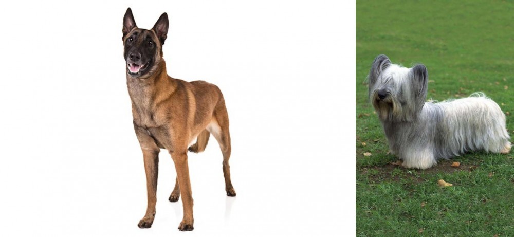 Skye Terrier vs Belgian Shepherd Dog (Malinois) - Breed Comparison