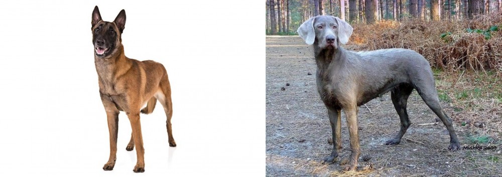 Slovensky Hrubosrsty Stavac vs Belgian Shepherd Dog (Malinois) - Breed Comparison