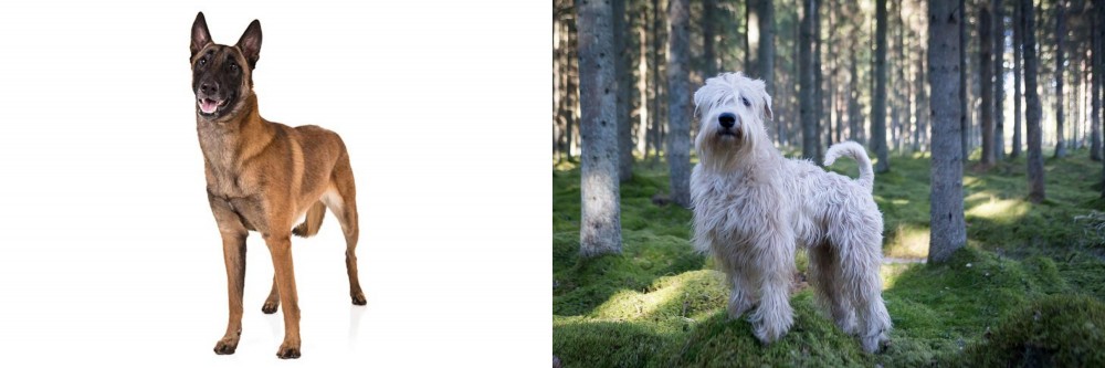 Soft-Coated Wheaten Terrier vs Belgian Shepherd Dog (Malinois) - Breed Comparison