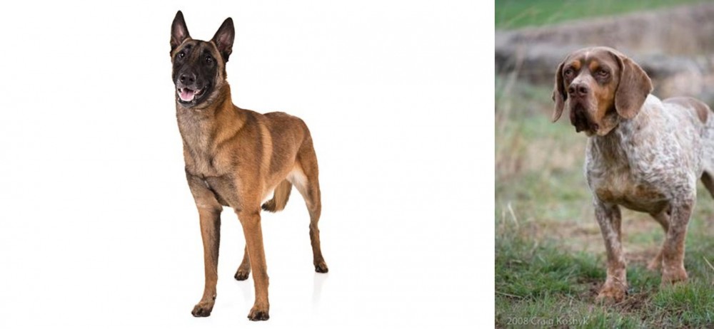Spanish Pointer vs Belgian Shepherd Dog (Malinois) - Breed Comparison