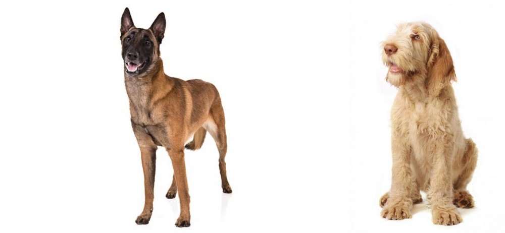 Spinone Italiano vs Belgian Shepherd Dog (Malinois) - Breed Comparison