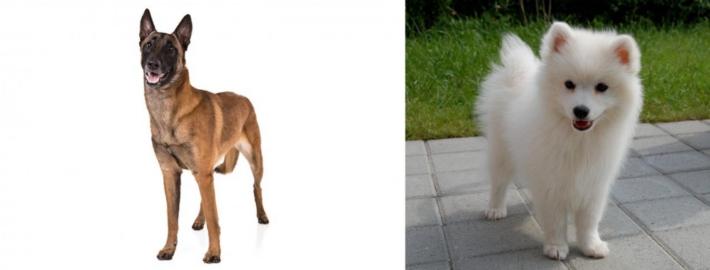 Spitz vs Belgian Shepherd Dog (Malinois) - Breed Comparison