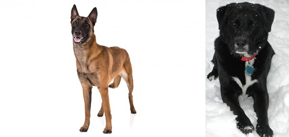 St. John's Water Dog vs Belgian Shepherd Dog (Malinois) - Breed Comparison