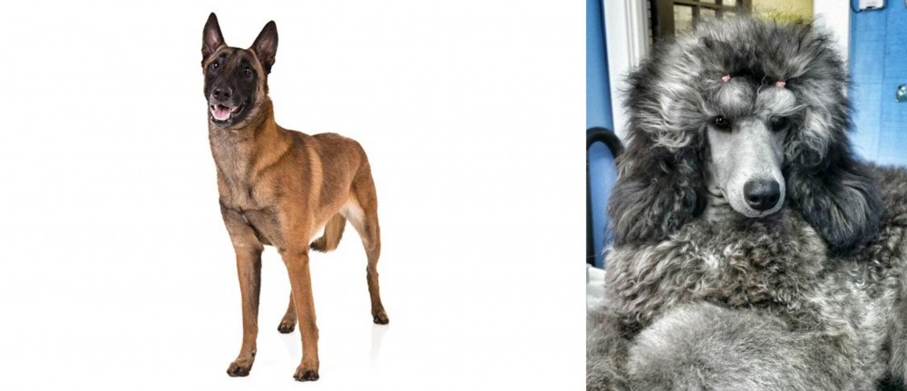 Standard Poodle vs Belgian Shepherd Dog (Malinois) - Breed Comparison