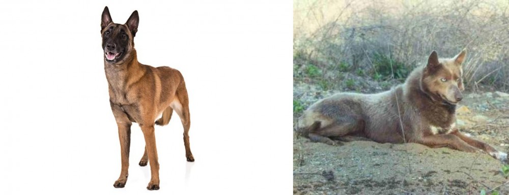 Tahltan Bear Dog vs Belgian Shepherd Dog (Malinois) - Breed Comparison