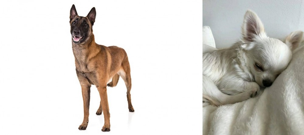 Tea Cup Chihuahua vs Belgian Shepherd Dog (Malinois) - Breed Comparison