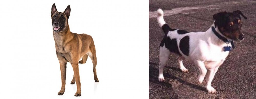 Teddy Roosevelt Terrier vs Belgian Shepherd Dog (Malinois) - Breed Comparison