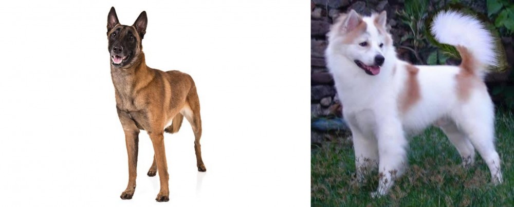 Thai Bangkaew vs Belgian Shepherd Dog (Malinois) - Breed Comparison
