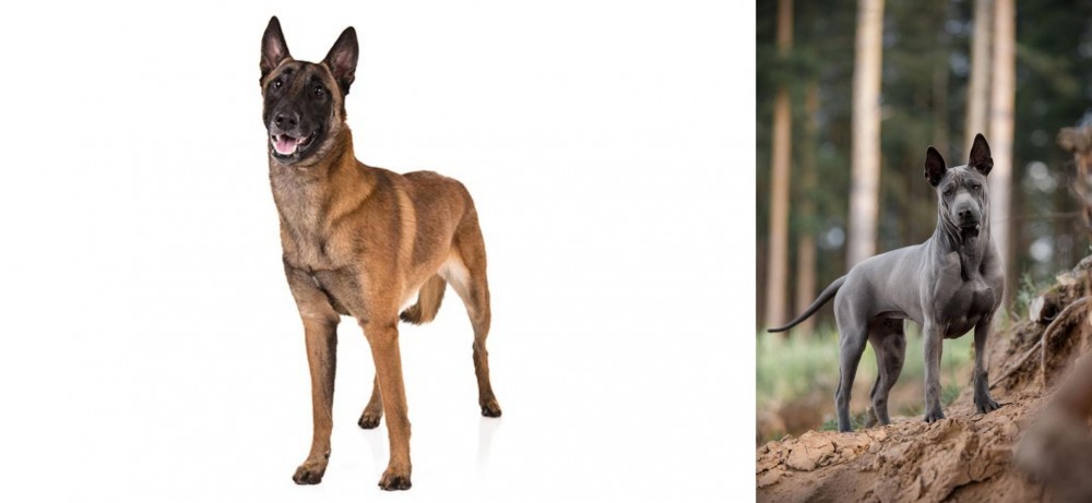 Thai Ridgeback vs Belgian Shepherd Dog (Malinois) - Breed Comparison