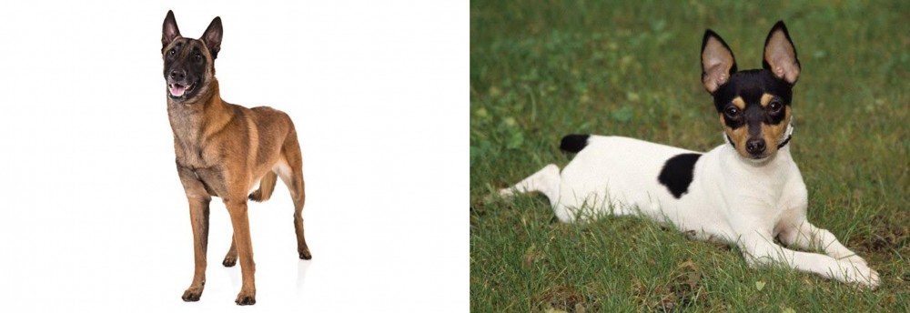Toy Fox Terrier vs Belgian Shepherd Dog (Malinois) - Breed Comparison