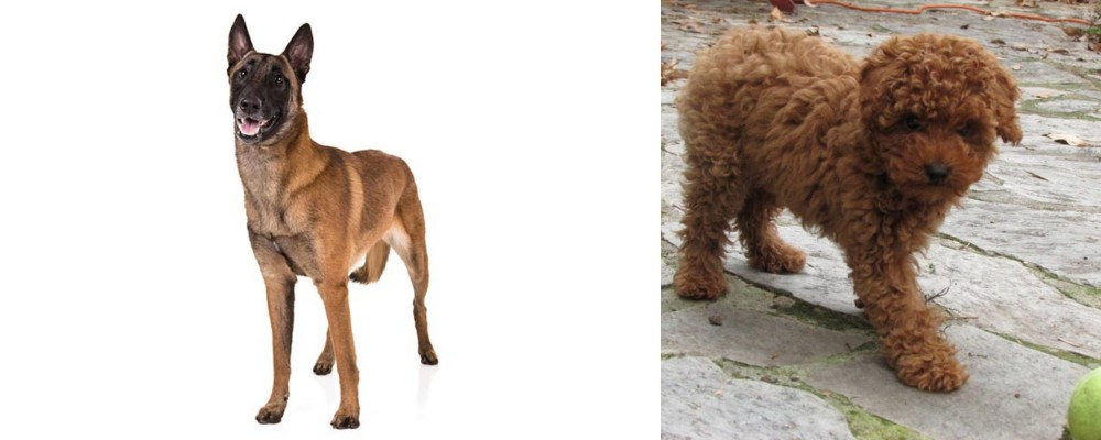 Toy Poodle vs Belgian Shepherd Dog (Malinois) - Breed Comparison