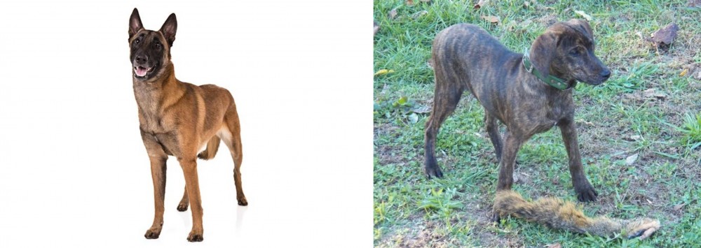 Treeing Cur vs Belgian Shepherd Dog (Malinois) - Breed Comparison