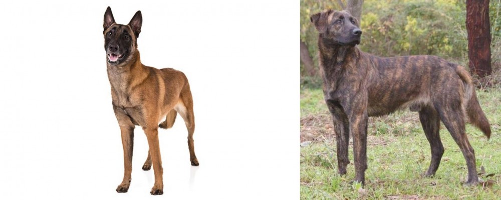 Treeing Tennessee Brindle vs Belgian Shepherd Dog (Malinois) - Breed Comparison