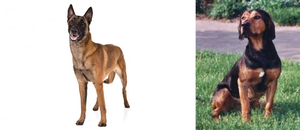 Tyrolean Hound vs Belgian Shepherd Dog (Malinois) - Breed Comparison