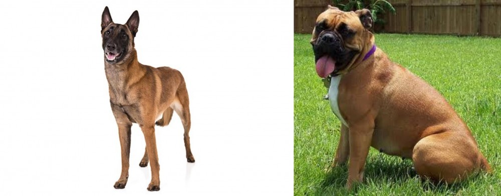 Valley Bulldog vs Belgian Shepherd Dog (Malinois) - Breed Comparison