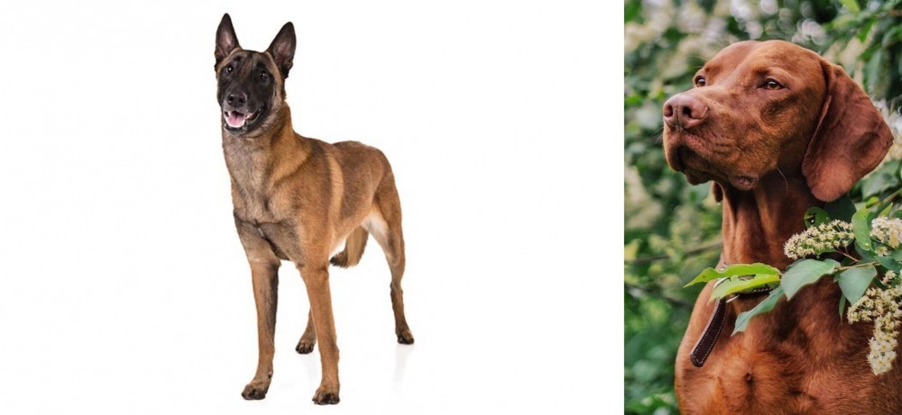 Vizsla vs Belgian Shepherd Dog (Malinois) - Breed Comparison