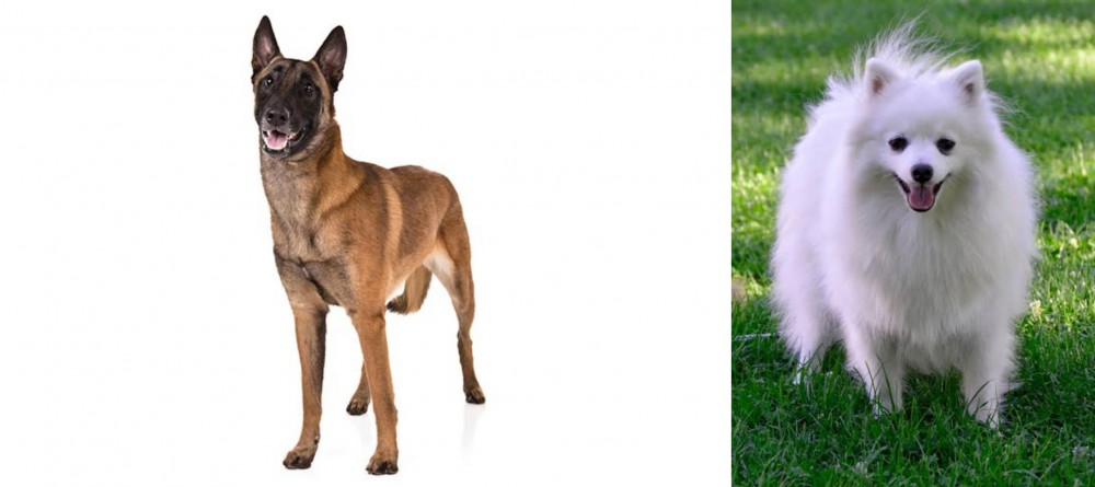 Volpino Italiano vs Belgian Shepherd Dog (Malinois) - Breed Comparison