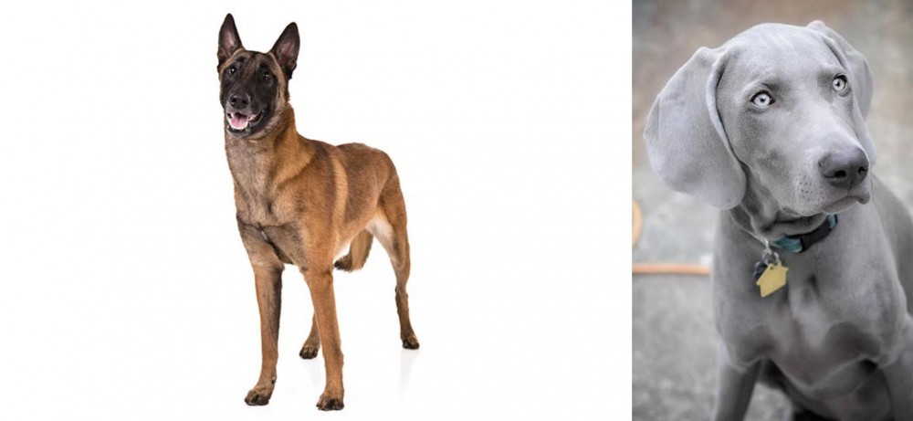 Weimaraner vs Belgian Shepherd Dog (Malinois) - Breed Comparison
