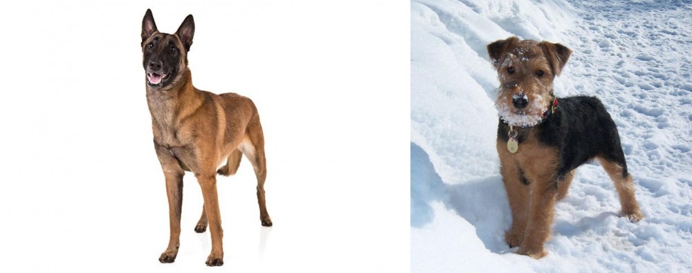 Welsh Terrier vs Belgian Shepherd Dog (Malinois) - Breed Comparison