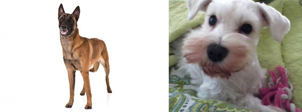 White Schnauzer vs Belgian Shepherd Dog (Malinois) - Breed Comparison