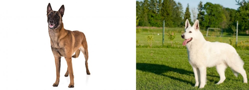 White Shepherd vs Belgian Shepherd Dog (Malinois) - Breed Comparison