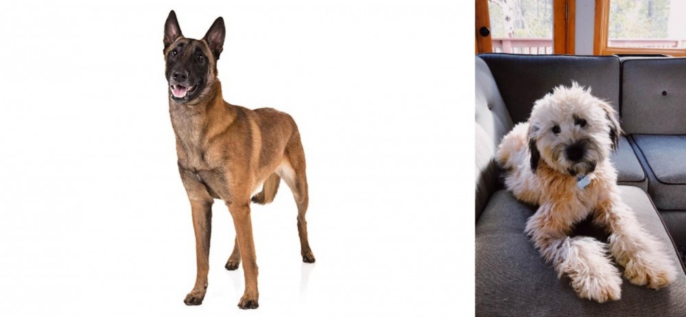 Whoodles vs Belgian Shepherd Dog (Malinois) - Breed Comparison