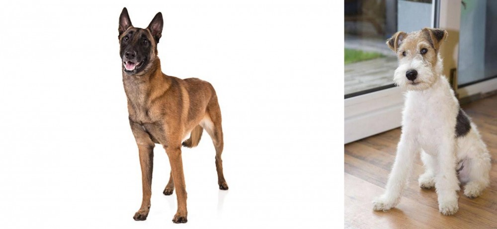 Wire Fox Terrier vs Belgian Shepherd Dog (Malinois) - Breed Comparison