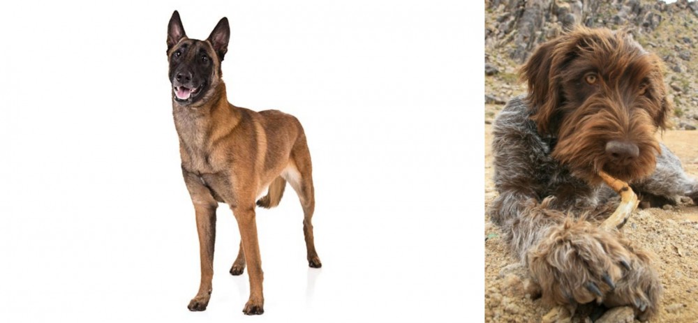 Wirehaired Pointing Griffon vs Belgian Shepherd Dog (Malinois) - Breed Comparison