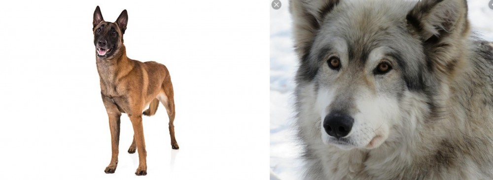 Wolfdog vs Belgian Shepherd Dog (Malinois) - Breed Comparison