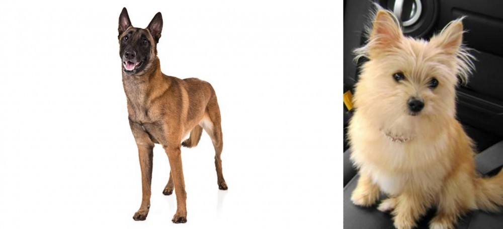 Yoranian vs Belgian Shepherd Dog (Malinois) - Breed Comparison