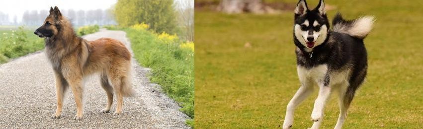Alaskan Klee Kai vs Belgian Shepherd Dog (Tervuren) - Breed Comparison