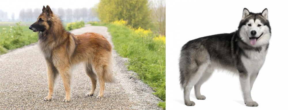 Alaskan Malamute vs Belgian Shepherd Dog (Tervuren) - Breed Comparison