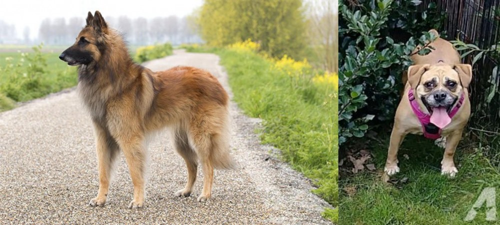 Beabull vs Belgian Shepherd Dog (Tervuren) - Breed Comparison