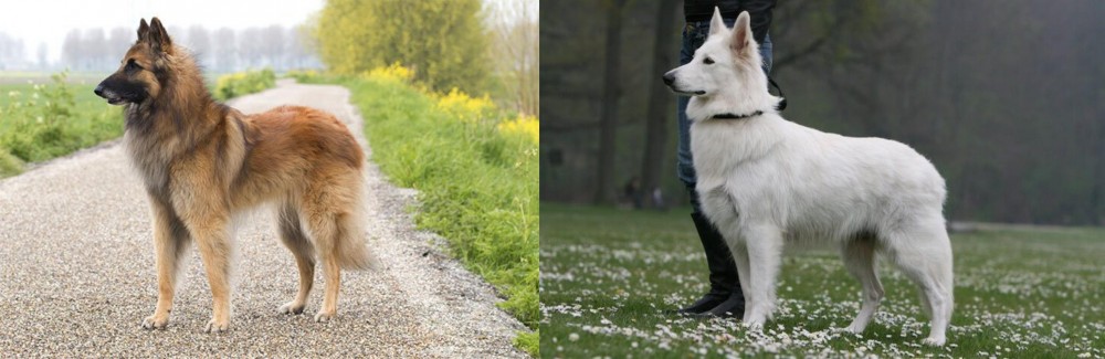 Berger Blanc Suisse vs Belgian Shepherd Dog (Tervuren) - Breed Comparison
