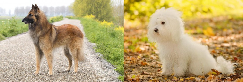Bichon Bolognese vs Belgian Shepherd Dog (Tervuren) - Breed Comparison