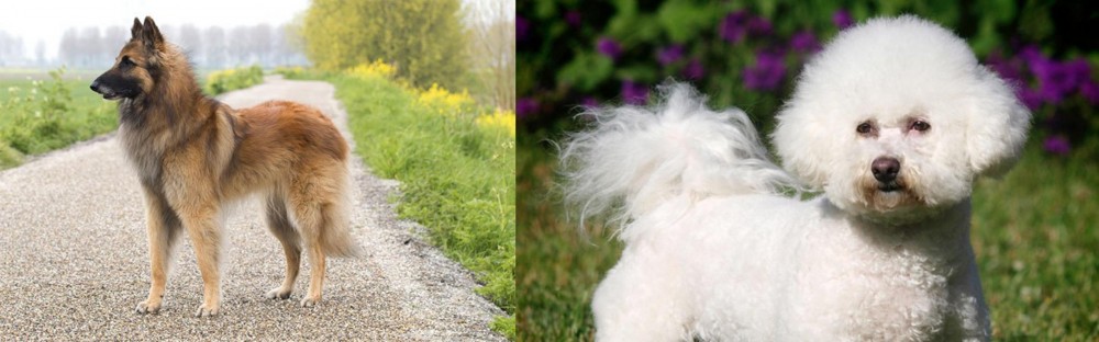 Bichon Frise vs Belgian Shepherd Dog (Tervuren) - Breed Comparison